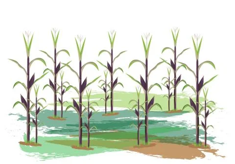 Corn garden vector design Stock Illustration