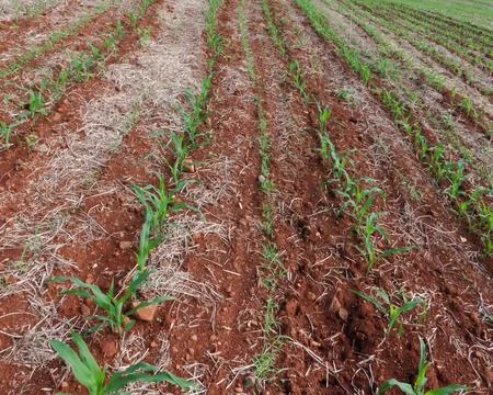 Corn in the germination phase (2) 스톡 사진