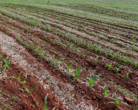 Corn in the germination phase 스톡 사진