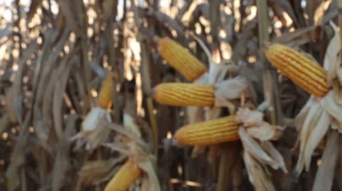 Corn gold grain Video stock 51240161