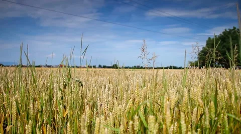 Corn Gold Wheat field and blue sky Stock Footage 1084186
