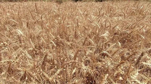 Corn Gold Wheat field. Stock Footage 123730372