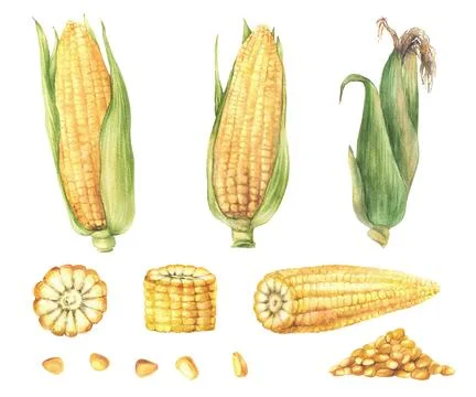 Corn, golden maize set Sweet corn cobs with husk, cut cob and corn kernels Stock Illustration
