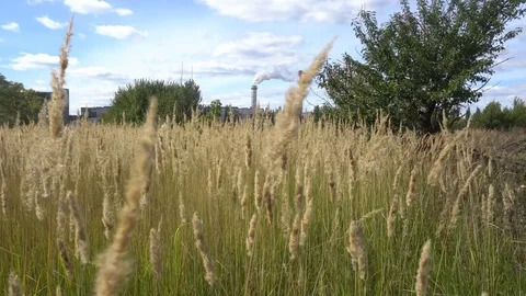 Corn Golden wheat field and blue sky on the background of a sugar factory Stock Footage 80068669