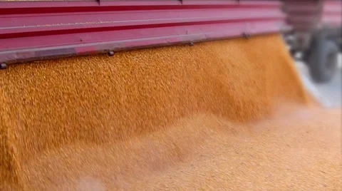 Corn grain in a agricultural silo 스톡 동영상 55283312