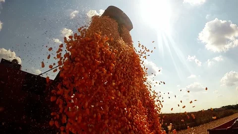Corn Grain Being Loaded Into A Trailer Stock Footage 91649574