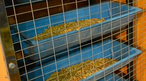 Corn grain in blue container device under processing, industrial equipment. Stock Footage 36192781