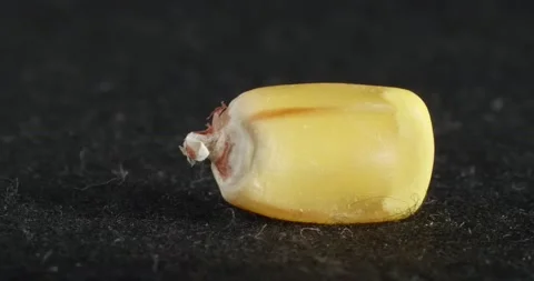 Corn grain close-up. Macro corn fruit. 스톡 동영상 166082770