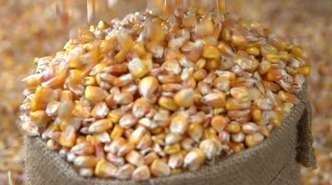 Corn grain falling down from jute bags. Slow motion 240 fps. Video stock 54952703