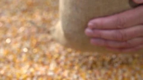 Corn grain falling down from jute bags. Slow motion 240 fps. Stock-Footage 55903081