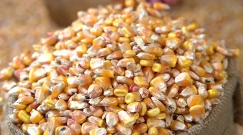 Corn grain falling down from jute bags. Slow motion 240 fps. Stock Footage 55903148