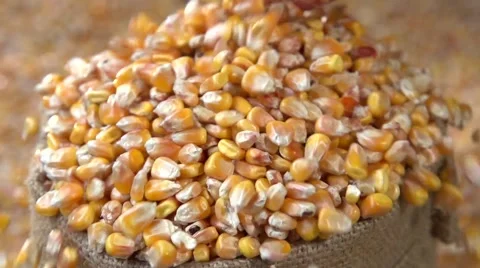 Corn grain falling down from jute bags. Slow motion 240 fps. Video stock 55904083