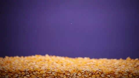Corn grain falling Stock Footage 20615950