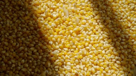 Corn grain falling on a pile of corn Stock Footage 302519567