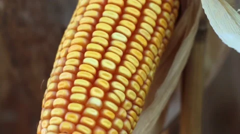 Corn grain Video stock 51290015