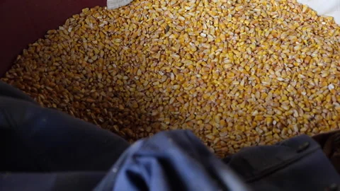 Corn Grain Stock Footage 131380609