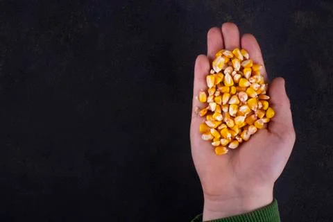 Corn grain in a hand on a dark background. Free space for an inscription. Stock Photos