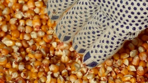 Corn grain in hand with slow motion and bright background Stock Footage 74611272