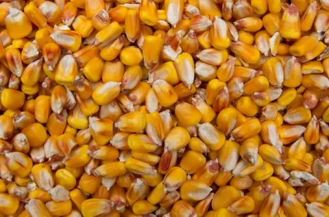Corn grain. Harvest maize. Stock Photos