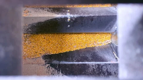 Corn Grain is loaded into a silo, close-up view through the silo grate Stock Footage 275144981