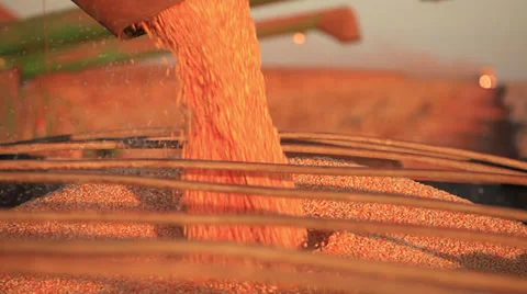 Corn Grain Maize Stock Footage 29678035