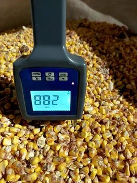 Corn Grain Moisture Measurement Using a Digital Meter in a Storage Containe.. Stock Photos