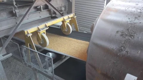 Corn Grain Moves Along Rubber Conveyor Belt During Loading Stock Footage 338237085