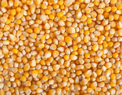 Corn grain Stock Photos