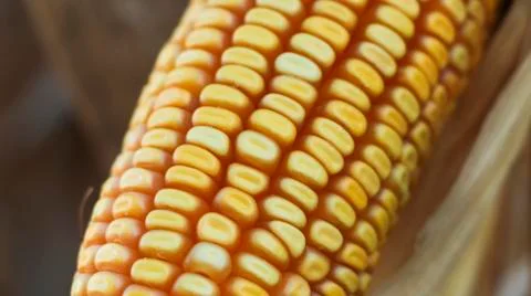 Corn grain Foto stock