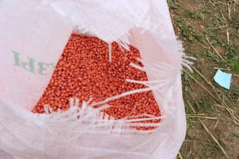 Corn grain Foto stock