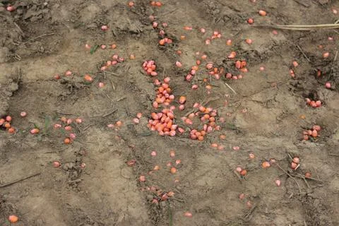 Corn grain Foto stock