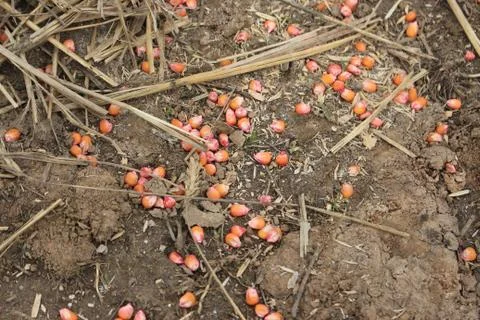 Corn grain Foto stock