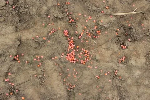 Corn grain Foto stock