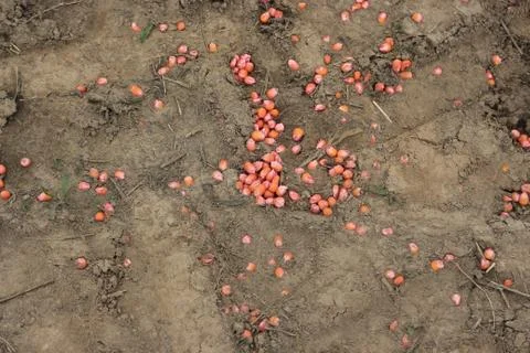 Corn grain Foto stock