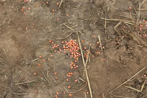 Corn grain Foto stock