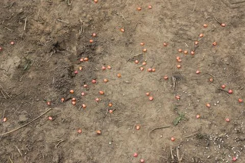 Corn grain Foto stock