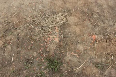 Corn grain Foto stock