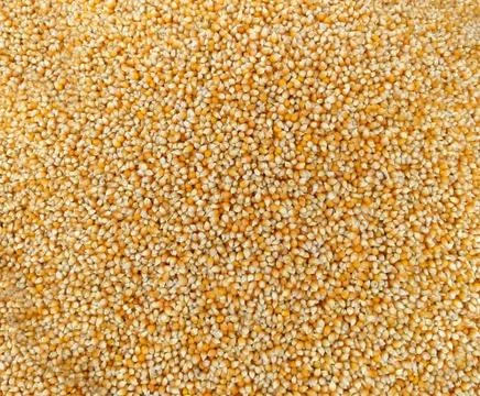 The corn grain Stock Photos