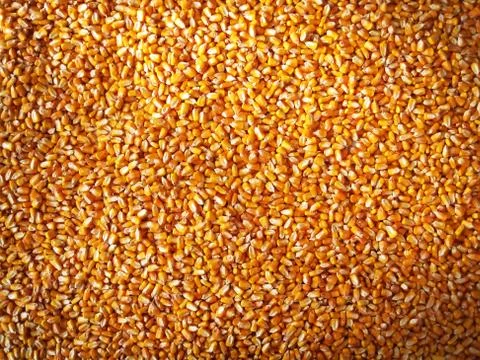 Corn grain Foto stock