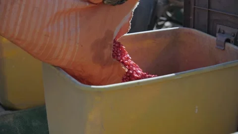 Corn grain is poured from a bag into the hopper of a planter. Sowing of corn 스톡 동영상 228734160