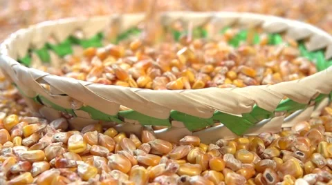 Corn grain poured. Slow motion 240 fps. Video stock 55904067