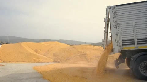 Corn grain is pouring down to silo Stock Footage 141155000