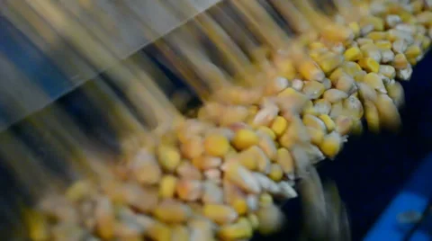 Corn grain in separator device under processing, industrial equipment. Vídeo Stock 35171504