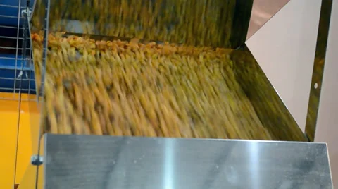 Corn grain in separator device under processing, industrial equipment. Stock-Footage 36192547
