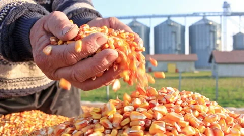 Corn grain of successful farmer Video stock 43361128