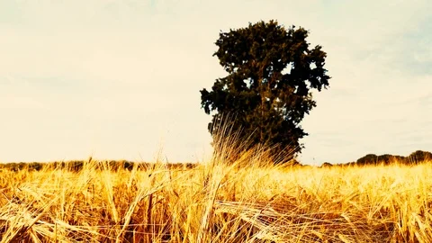 Corn Grain walk in late September in the evening sun in Video stock 118154535
