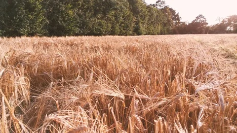 Corn Grain walk in late September in the evening sun in Video stock 118154543