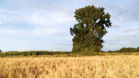 Corn Grain walk in late September in the evening sun in Video stock 118804413
