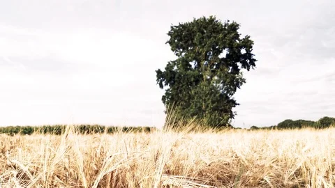 Corn Grain walk in late September in the evening sun in Video stock 118804451