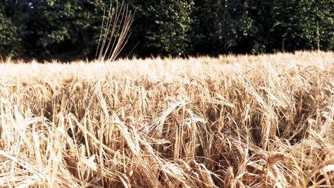 Corn Grain walk in late September in the evening sun in Video stock 118804465
